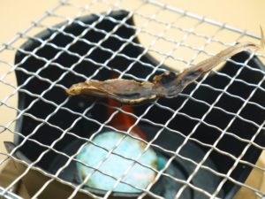 ほたるいか干物炙り