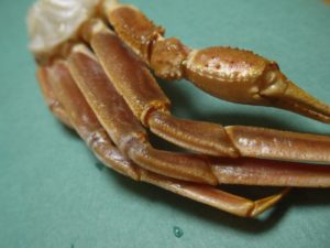 ズワイガニ足