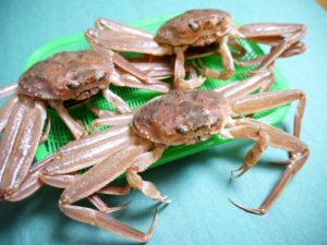 香箱ガニ