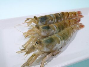 日本海産ガスエビ