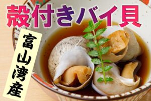 富山産殻付きバイ貝