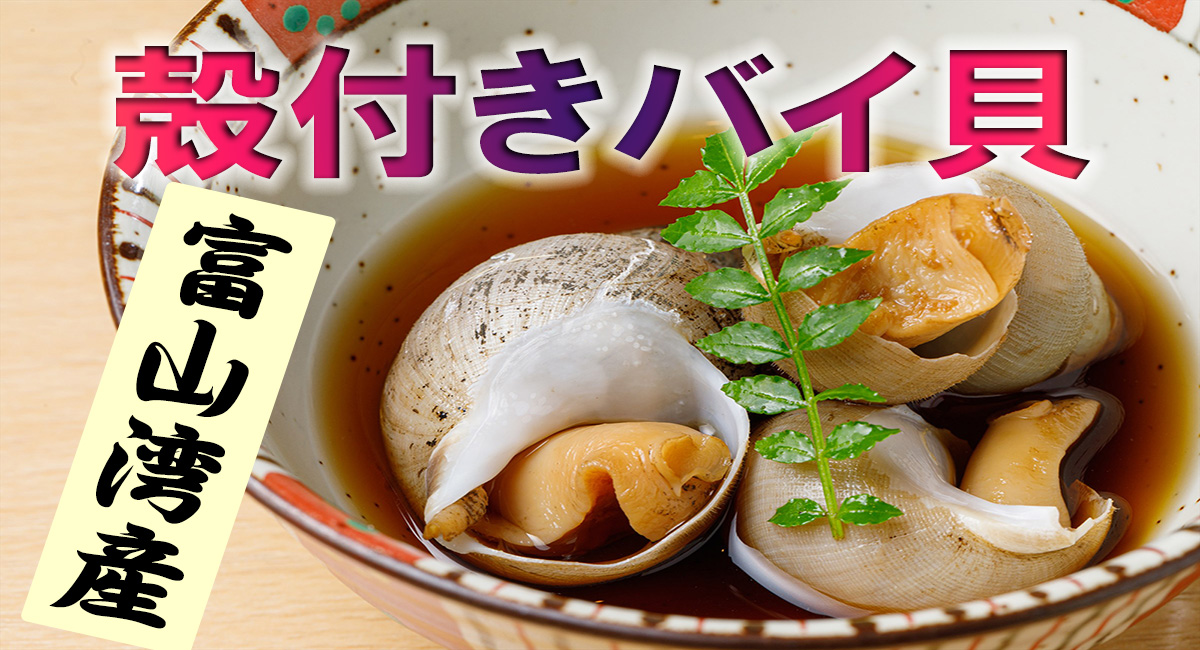 富山湾産殻付バイ貝500ｇ 小鍋でコトコト煮込むとオカズにも酒の肴にもなる一石二鳥の便利食材 おさかな料理の柴田屋