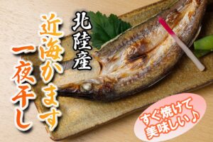 北陸産近海カマス一夜干し