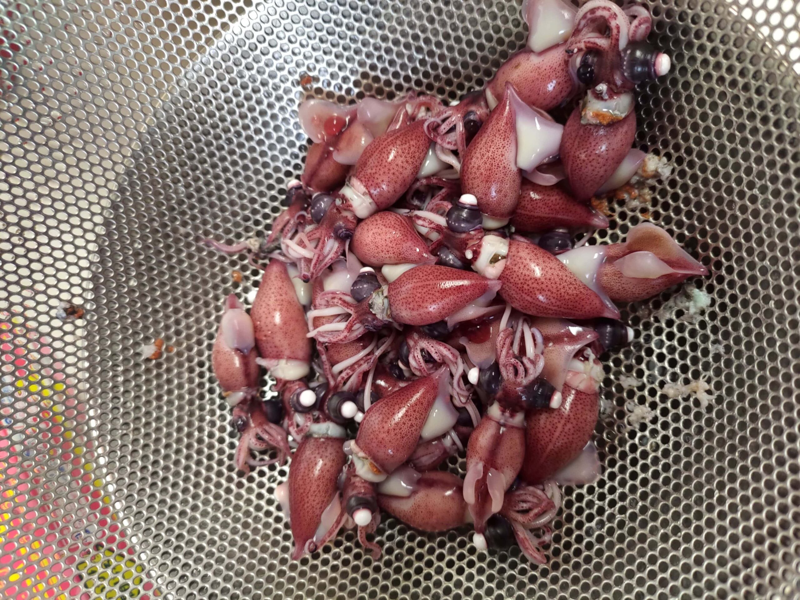 ボイルホタルイカ　桜煮