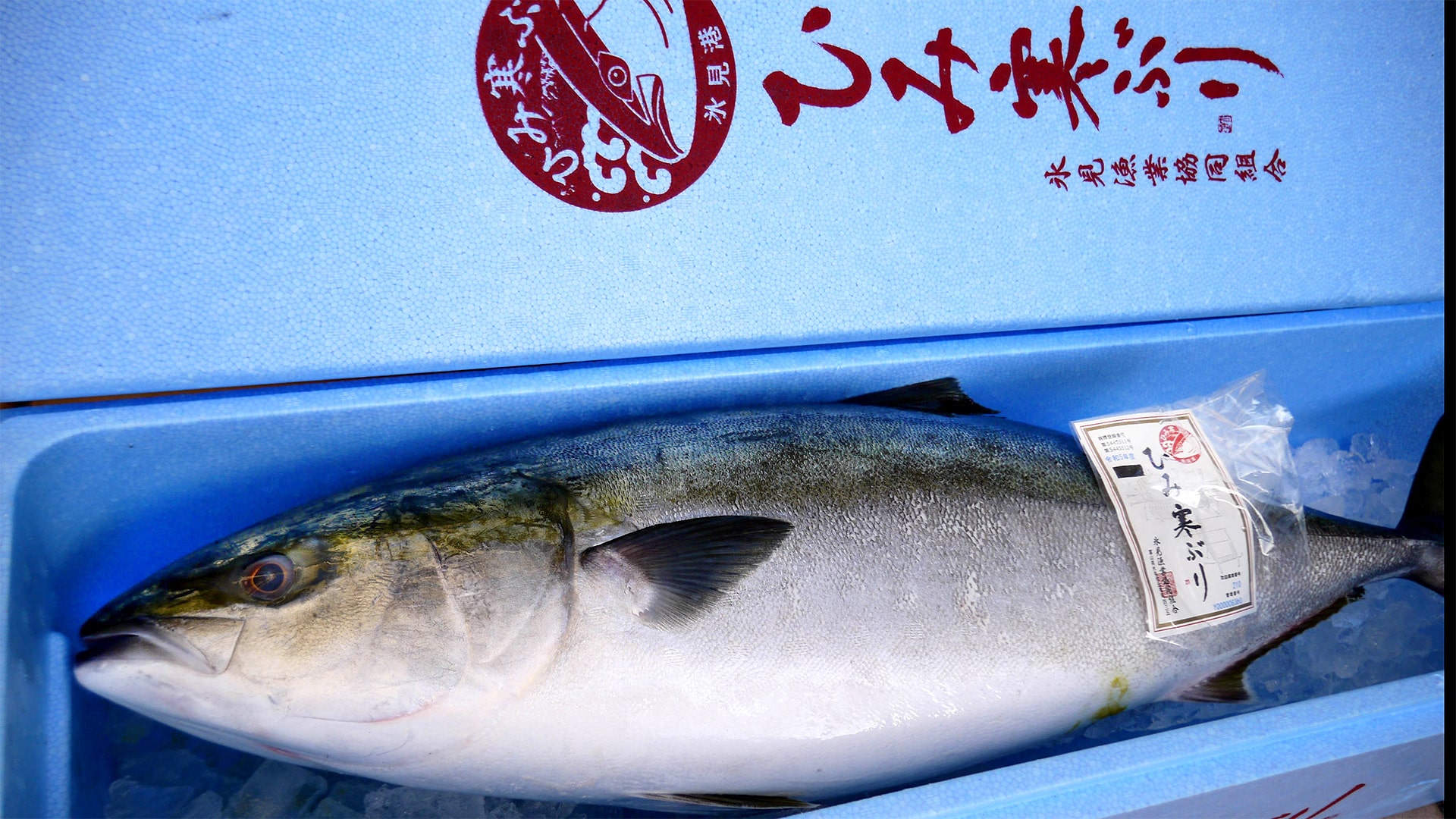 氷見寒ぶり箱入り