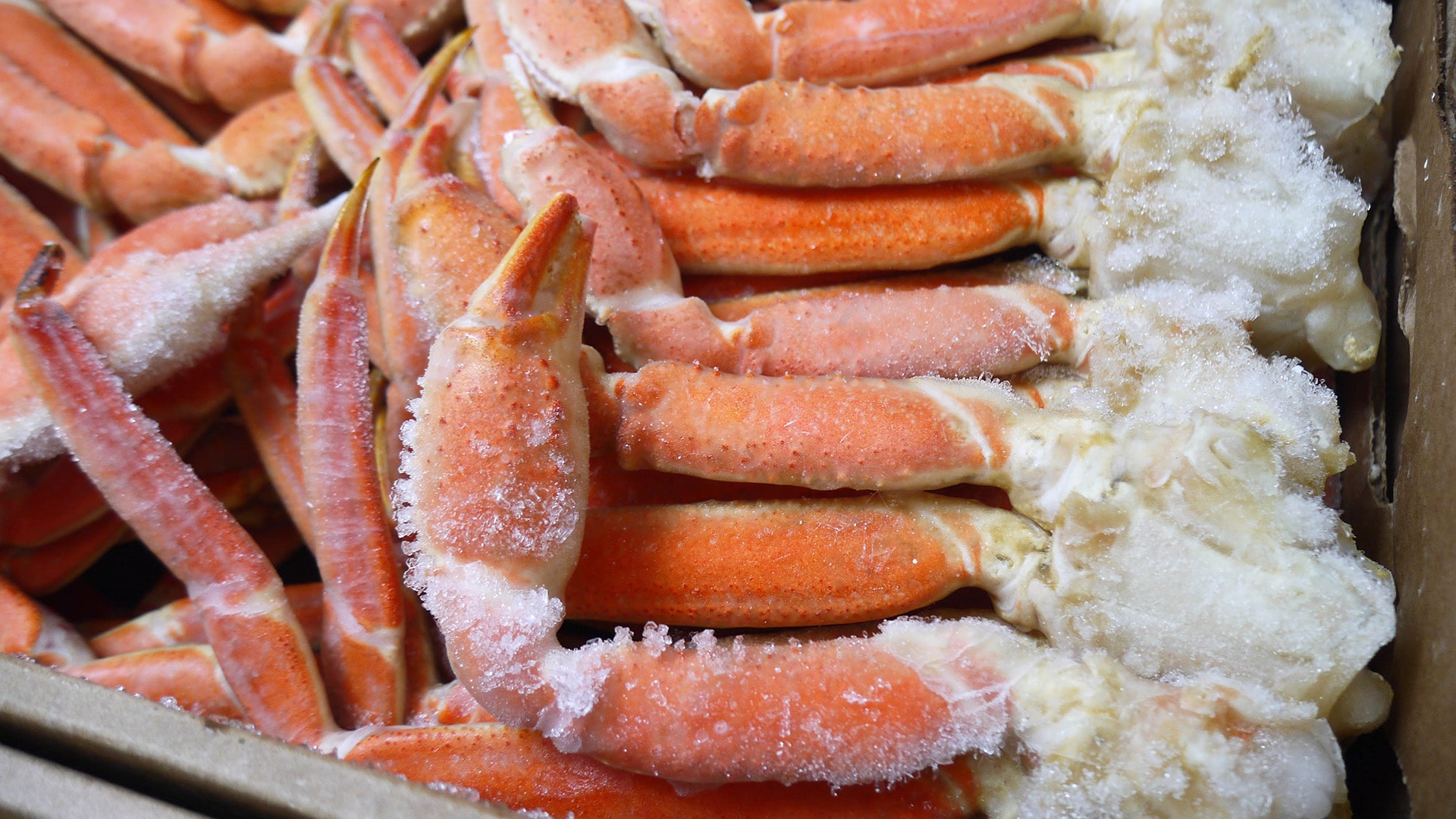 ボイル冷凍のズワイガニ。殻が鮮やかな赤橙色